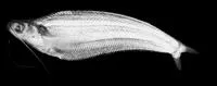 Glass catfish (Kryptopterus bicirrhis)