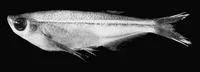 Glass fish (Parachela oxygastroides)