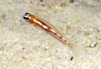 Glass goby (Coryphopterus hyalinus)
