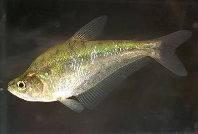 Glass headstander (Charax gibbosus)