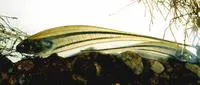 Glass knifefish (Eigenmannia virescens)