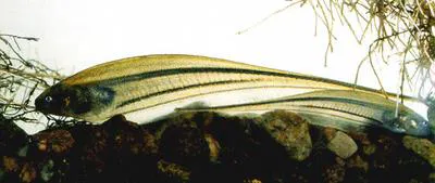 Glass knifefish (Eigenmannia virescens)