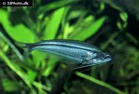 Glass schilbid (Parailia pellucida)