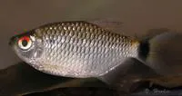Glass tetra (Moenkhausia oligolepis)