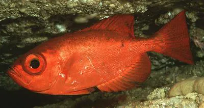 Glasseye (Heteropriacanthus cruentatus)