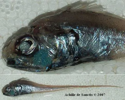 Glasshead grenadier (Hymenocephalus italicus)