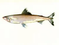 Glassy Bombay duck (Harpadon translucens)