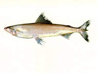 Glassy Bombay duck (Harpadon translucens)