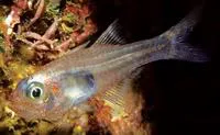 Glassy cardinalfish (Cercamia eremia)