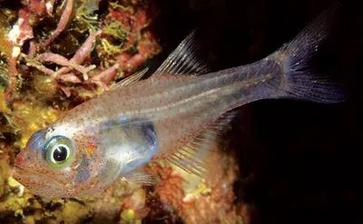 Glassy cardinalfish (Cercamia eremia)