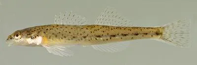 Glassy darter (Etheostoma vitreum)
