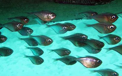 Glassy sweeper (Pempheris schomburgkii)
