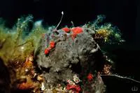 Glauert's anglerfish (Allenichthys glauerti)