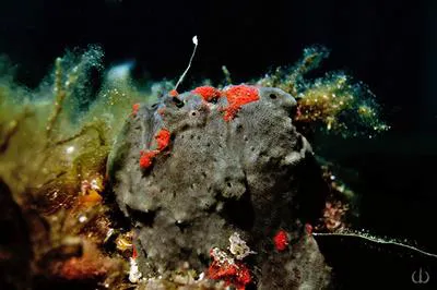 Glauert's anglerfish (Allenichthys glauerti)