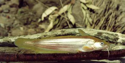 Glencoe tandan (Neosilurus hyrtlii)