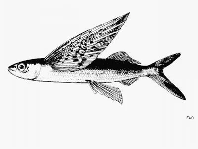 Glider flyingfish (Cheilopogon atrisignis)