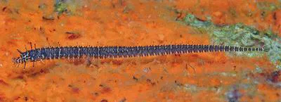 Glittering pipefish (Halicampus nitidus)