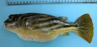 Globe fish (Tetraodon lineatus)