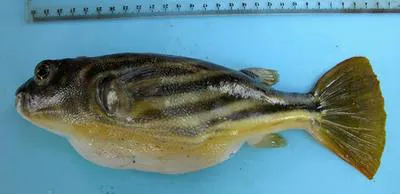Globe fish (Tetraodon lineatus)