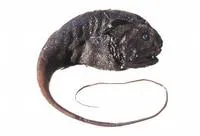 Globehead grenadier (Cetonurus globiceps)
