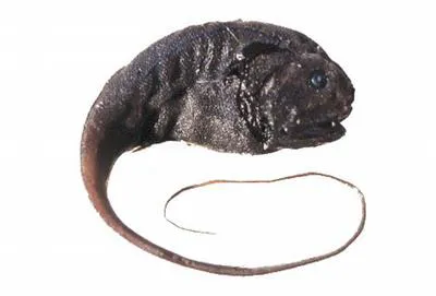 Globehead grenadier (Cetonurus globiceps)