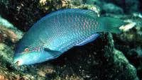 Globehead parrotfish (Scarus globiceps)