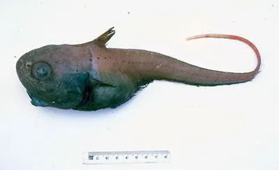 Globosehead rattail (Cetonurus crassiceps)