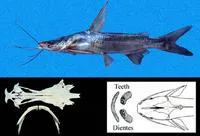 Gloomy sea catfish (Cathorops hypophthalmus)