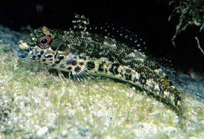 Glossy blenny (Malacoctenus zonifer)