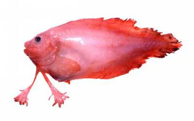 Gloved snailfish (Palmoliparis beckeri)