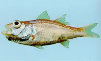 Glowbelly (Acropoma japonicum)