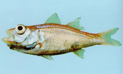 Glowbelly (Acropoma japonicum)