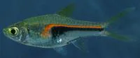 Glowlight rasbora (Trigonostigma hengeli)