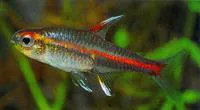 Glowlight tetra (Hemigrammus erythrozonus)