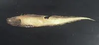 Glutin assfish (Bassozetus glutinosus)