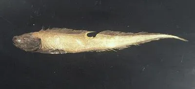 Glutin assfish (Bassozetus glutinosus)