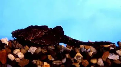 Gnarled catfish (Bunocephalus verrucosus)