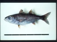 Gnomefish (Scombrops boops)