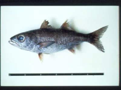 Gnomefish (Scombrops boops)