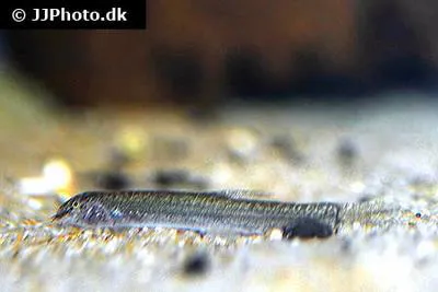 Goalpara loach (Neoeucirrhichthys maydelli)