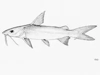 Goat catfish (Arius sumatranus)