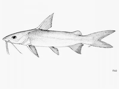 Goat catfish (Arius sumatranus)