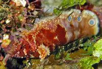 Goatee blenny (Paraclinus barbatus)