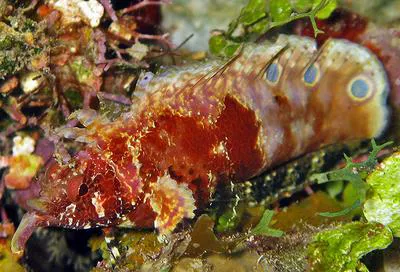 Goatee blenny (Paraclinus barbatus)