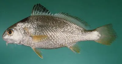Goatee croaker (Dendrophysa russelii)