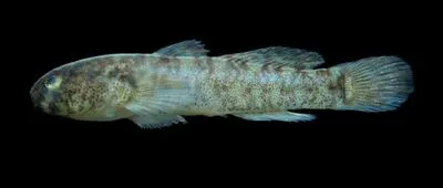 Goateed goby (Barbulifer enigmaticus)