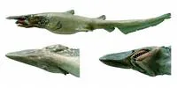 Goblin shark (Mitsukurina owstoni)