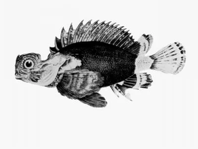 Goblinfish (Glyptauchen panduratus)