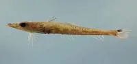 Goby flathead (Bembrops gobioides)
