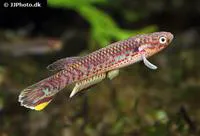 Goby killi (Aphyosemion franzwerneri)